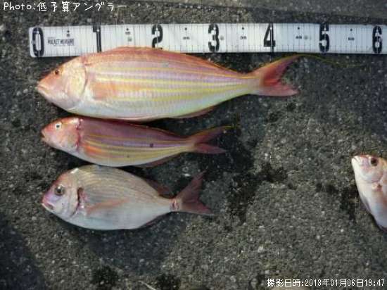 ���ȥ�����������