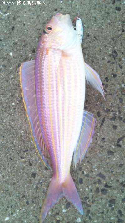 ���ȥ�����