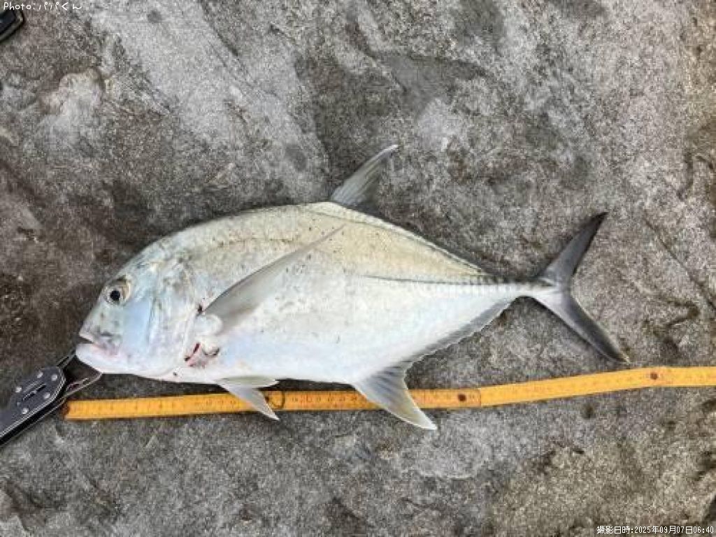 ���㥤����ȥȥ�Х꡼