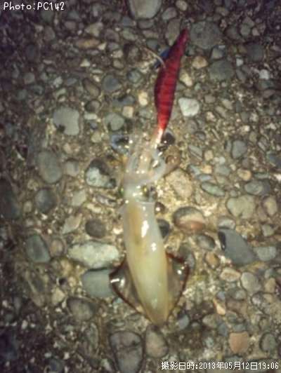 ����ɥ������ʥҥ�����