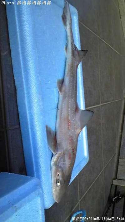 ���ݡ˥��硼���ʾС�