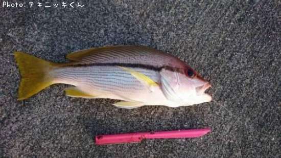 ���塼�ޡ��ʥҥȥ������ޥ������