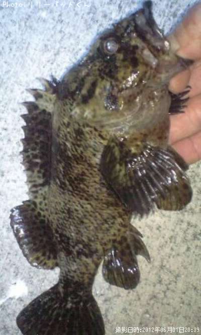 ���塼�󡡤������Ϥ�