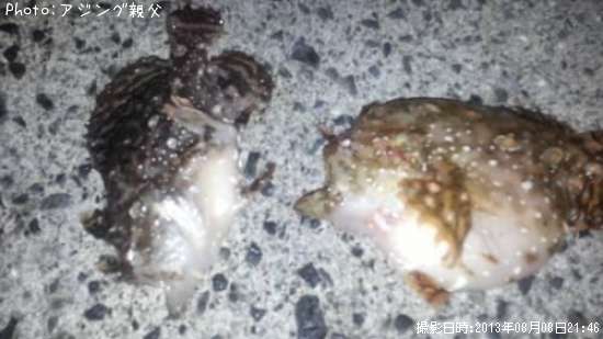 �����륢�󥳥��ʵ쥤���ꥦ����