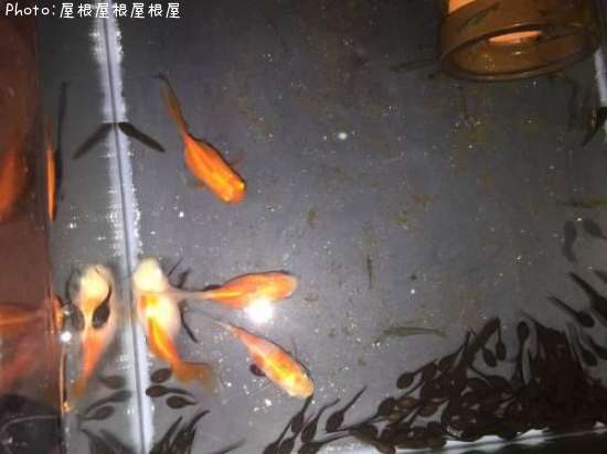 ������λҶ��ʾС�