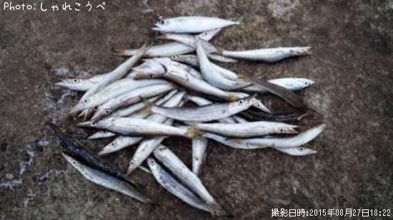 ���ޥ���������