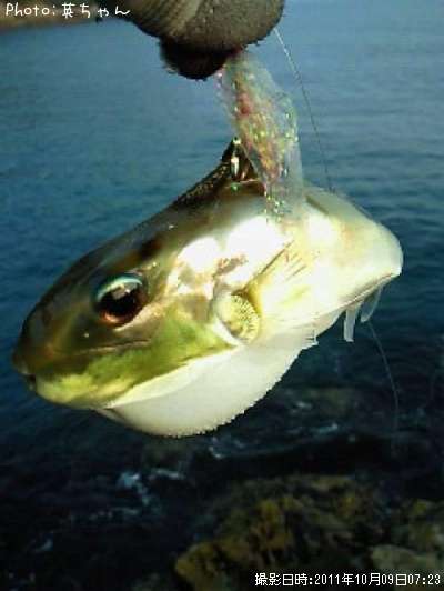 ���ʥȥե���