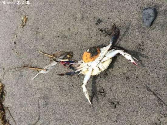 ���ˤΤ��줵��