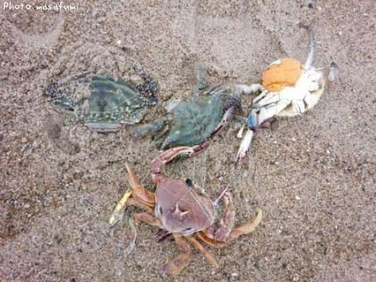 ���ˣ�ɤ�ȥ��ԥ�ӡ���