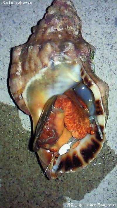 �����γ�