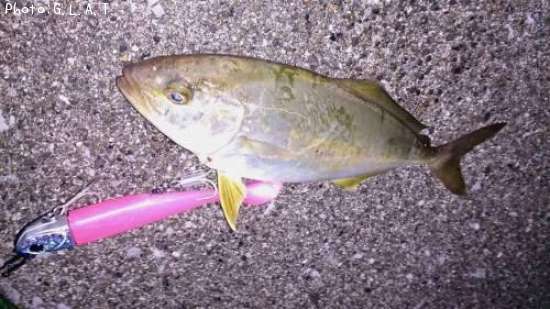 ����ѥ����ĵ�