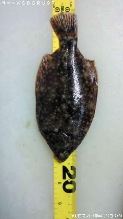 ���쥤������