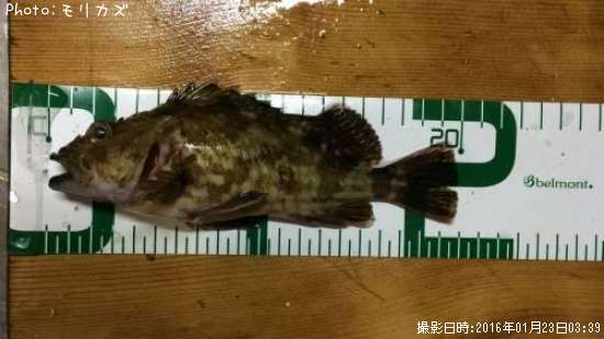 �������å�