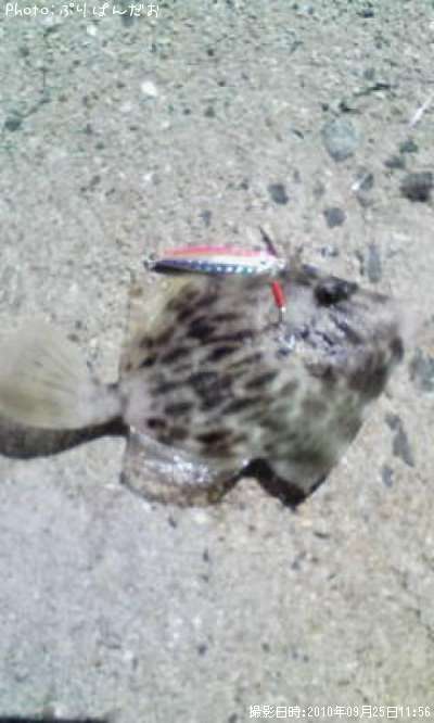 ����ϥ���