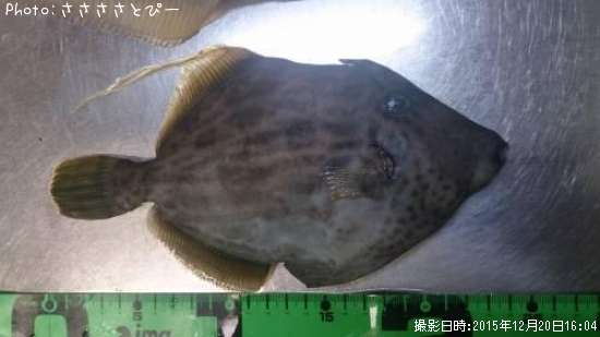 ����ϥ��������Хϥ�