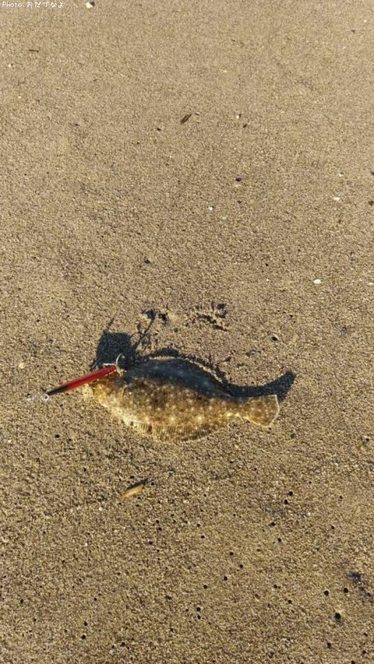 ���襤������