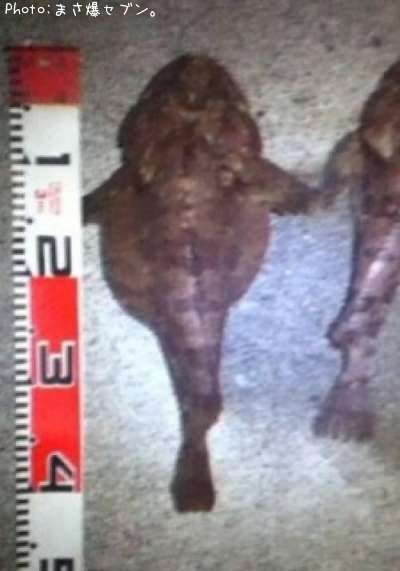 ���ॷ������