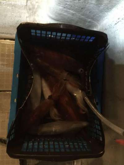 ���󥵥�����