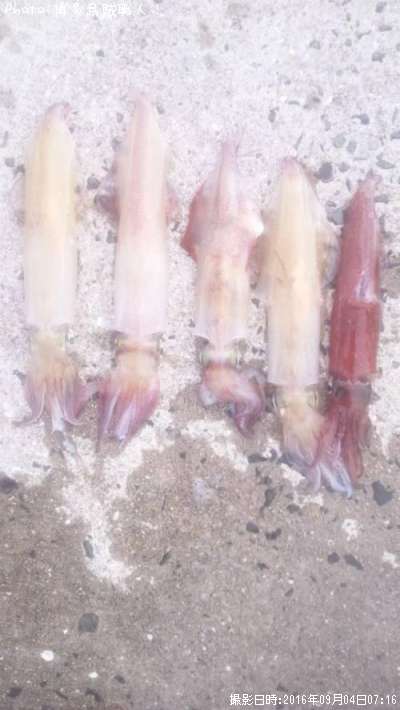 ���󥵥������������ꥤ�������