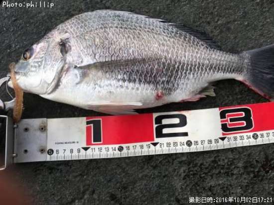 ���ӥ졩�إ�����