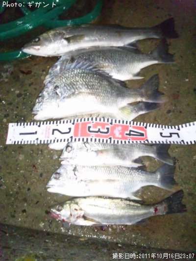 ���ӥ졡�����Х�