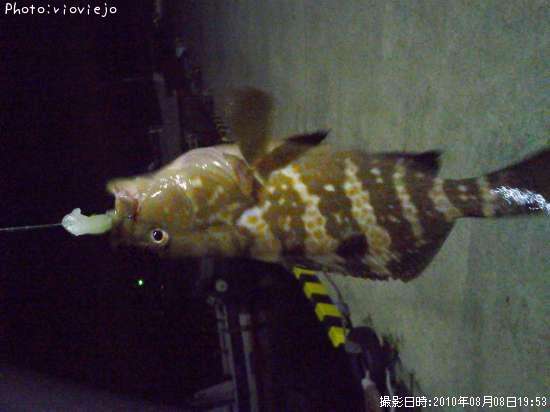 �����ϥ�