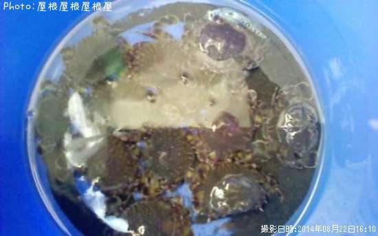 ���󥻥󥫥�