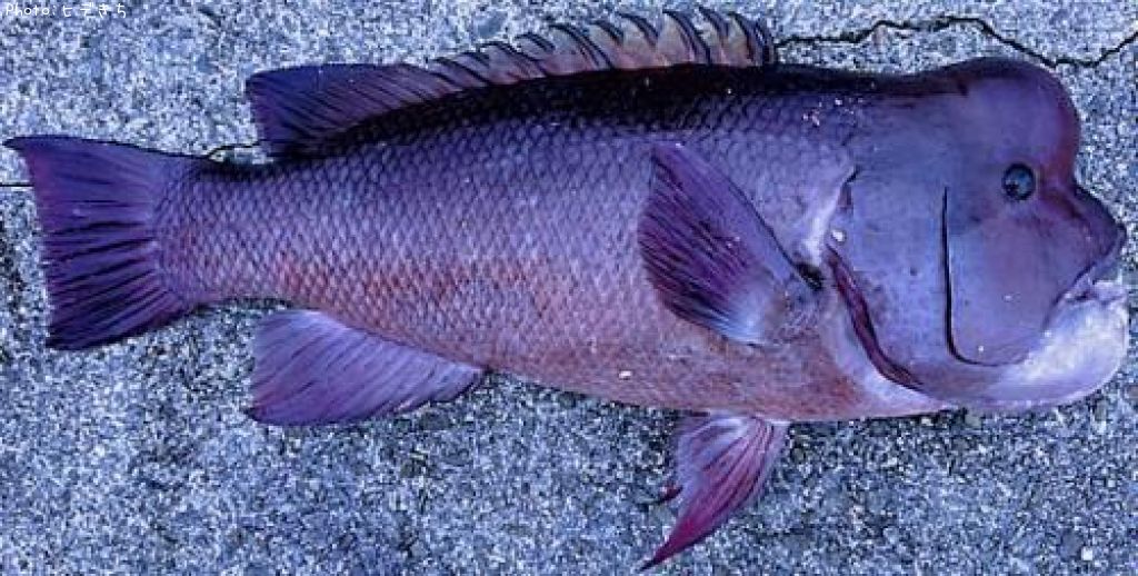 ���֥���