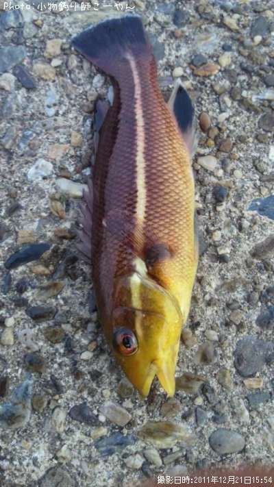 ���֥���