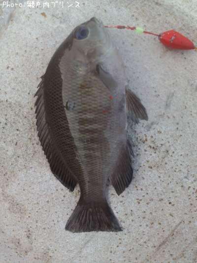 ���åѥ���