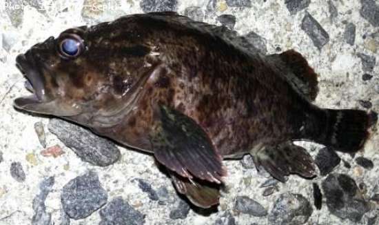 ����ϲ���