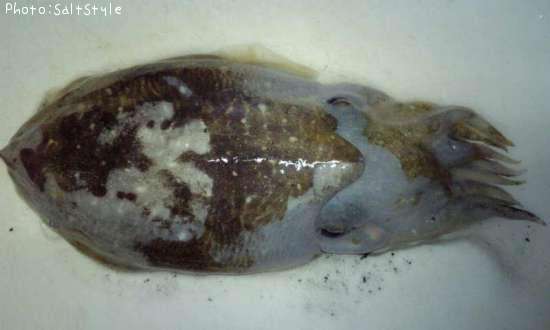 ������±