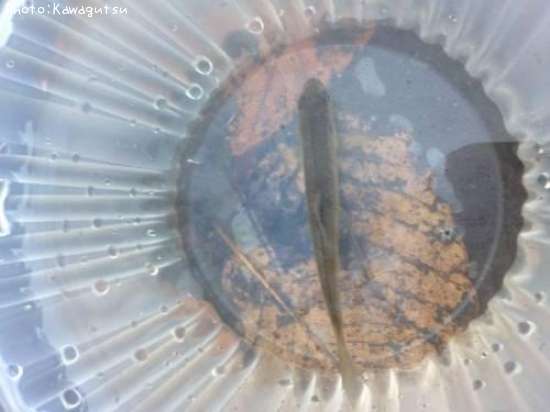 �����ܥ�