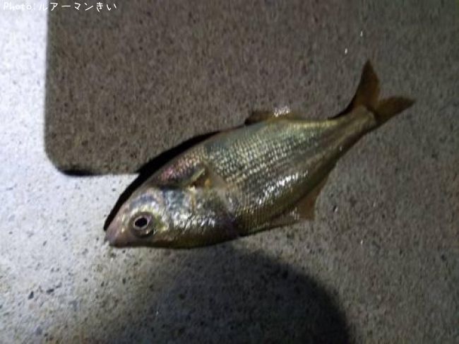 �����ܥ�