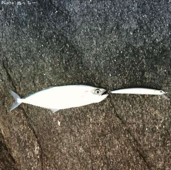 ��������ե��å���