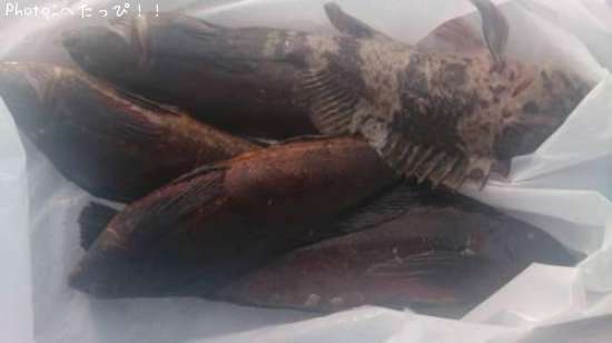 �����ᡡ��饽��