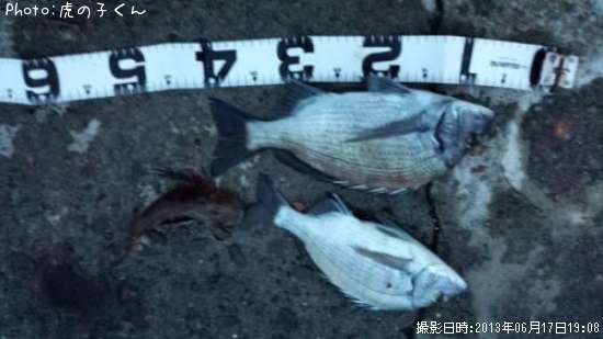 �����������ۥ��ܥ�