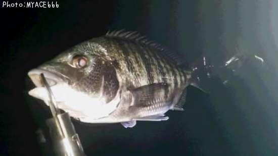 �����������ޥ���