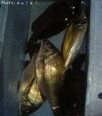 �����������᥸�ʡ����������󥺥���