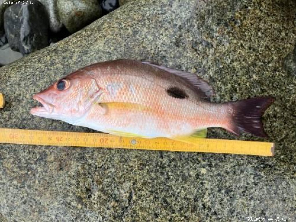 �����ۥ��ե��ե�