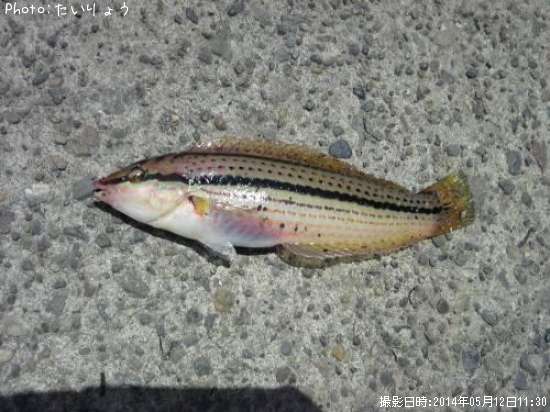 ���奦����٥�