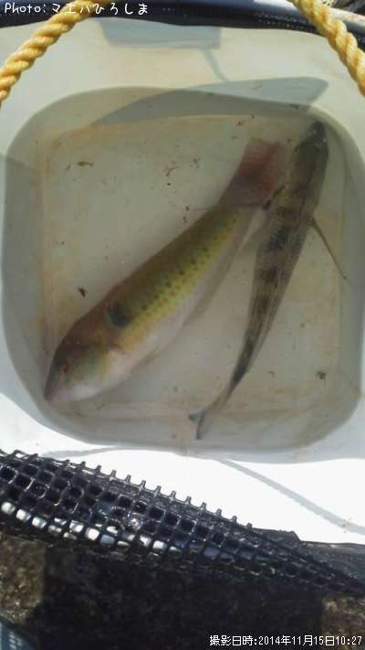 ���奦����٥�