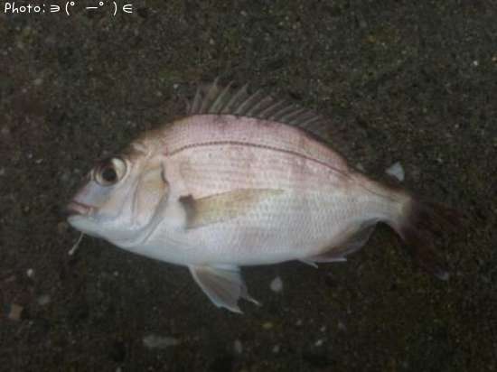 �ޥ����λҡ�