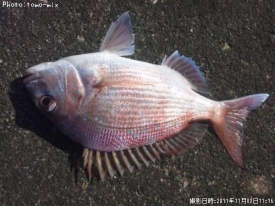 �ޥ����λ�