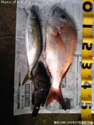 �ޥ������䥺��������