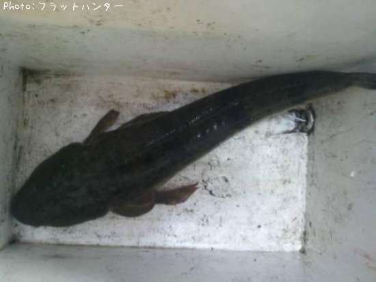 �ޥ�������������