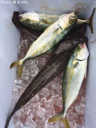 �ޥ������������參��