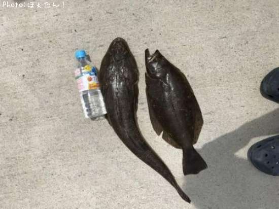 �ޥ����ȥҥ��