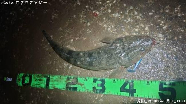 �ޥ��������䡢���ʤ�