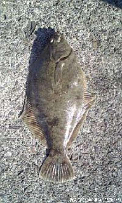 �ޥ����쥤